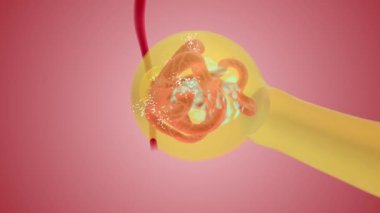Nephron Fonksiyon Filtreleme Bowman bir kapsül