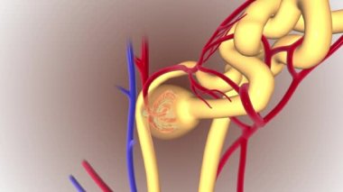 Nephron Proksimal girdap borusunun yapısı