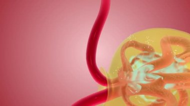 Nephron Fonksiyon Filtreleme Efferent arteriol