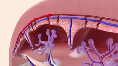 Annenin kanındaki oksijen ve besinler plasenta boyunca göbek kordonu aracılığıyla fetüse aktarılır.