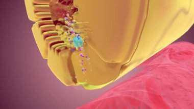 Nefron Fonksiyon Yeniden soğurma Kılcal damarı