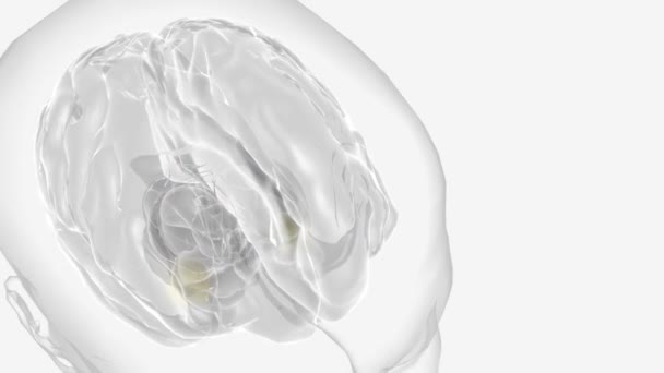 Hjärnan Ett Komplext Organ Som Reglerar Vår Kropp Kontrollerar Tankar — Stockvideo