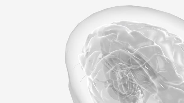 Mózg Jest Złożonym Organem Który Reguluje Nasze Ciało Kontrolując Myśli — Wideo stockowe