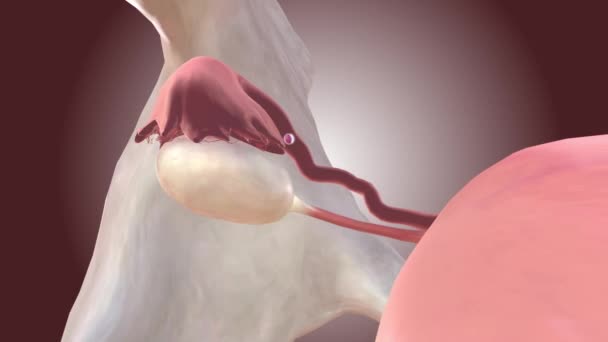 Eileiter Ermöglicht Den Übergang Einer Eizelle Vom Eierstock Die Gebärmutter — Stockvideo