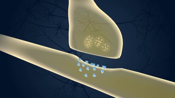 シナプス伝達 神経細胞間の化学的伝達には複数のステップが — ストック動画