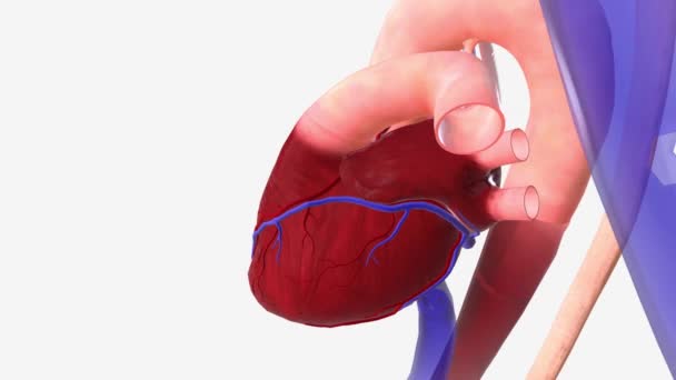 Gejala Reaksi Berlebihan Detak Jantung Tidak Teratur Dan Hipertensi — Stok Video