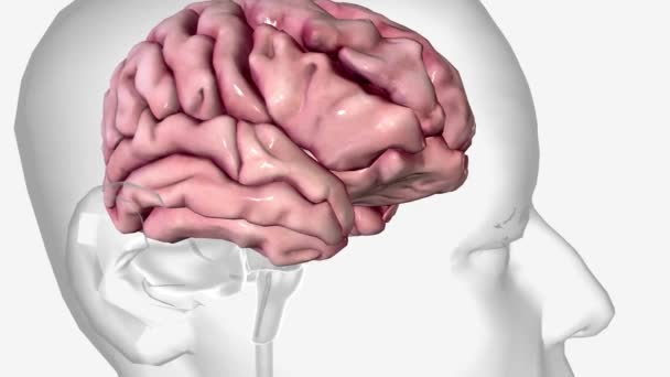 Cérebro Parte Mais Complexa Corpo Humano — Vídeo de Stock