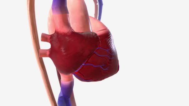 异常心跳和高血压的过度反应症状 — 图库视频影像