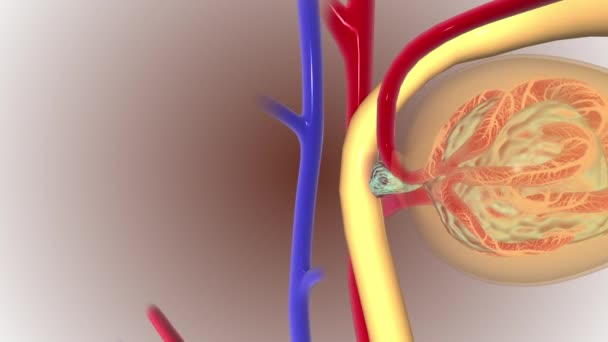 Nephron Afferens Arteriole Szerkezete — Stock videók