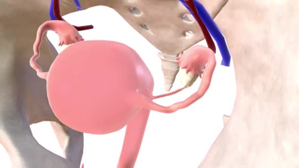 Implantasi Embryo Dalam Tabung Fallopi — Stok Video