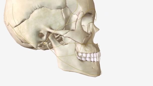 개골은 척골의 앞쪽에 있으며 둘러싸고 구조이다 — 비디오
