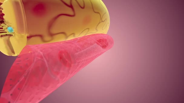 尼赫龙是功能性单位吗 在肾脏中 它们可以净化血液和平衡身体 — 图库视频影像