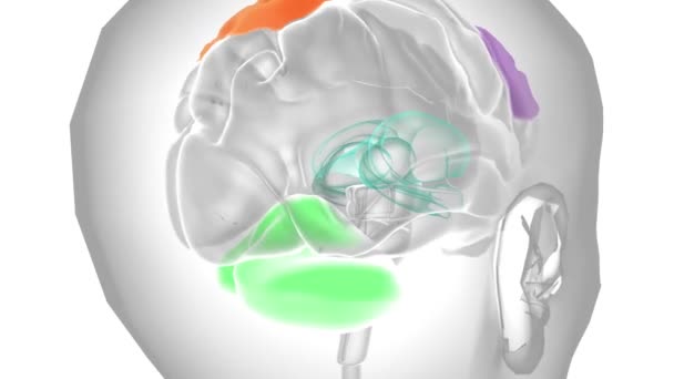 Hypoactivering Rechter Inferieure Frontale Cortex Specifiek Geassocieerd Met Remming Van — Stockvideo