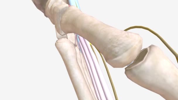 Síndrome Túnel Carpo Stc Uma Desordem Neurológica Comum Que Ocorre — Vídeo de Stock