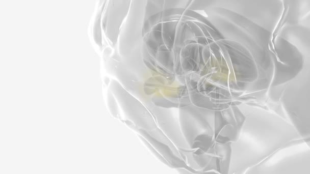 Cerebro Órgano Complejo Que Regula Nuestro Cuerpo Controlando Pensamiento Memoria — Vídeo de stock