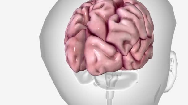 Das Gehirn Ist Der Komplexeste Teil Des Menschlichen Körpers — Stockvideo