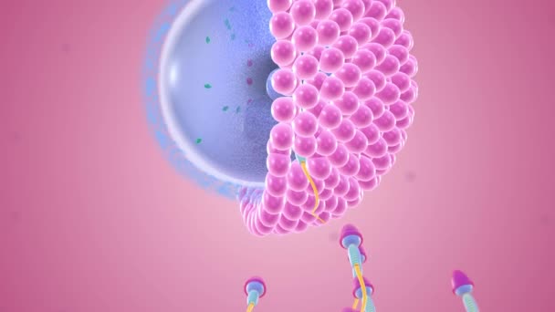 Onkologie Oder Befruchtung Ist Wenn Sich Sperma Und Eizelle Verbinden — Stockvideo