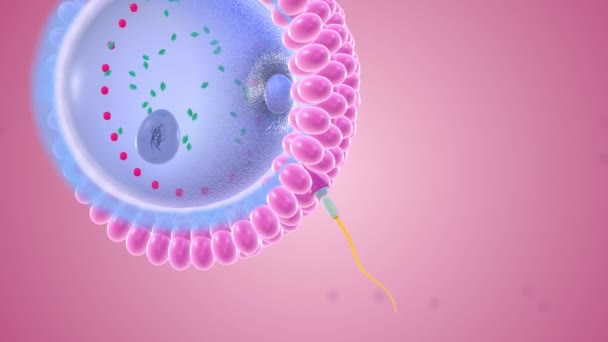 Başlangıç Döllenme Sperm Yumurtanın Bir Araya Gelmesidir — Stok video