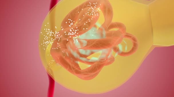 Νεφρόνια Φιλτράρουν Αίμα Που Διατρέχει Τριχοειδές Δίκτυο Του Σπειράματος — Αρχείο Βίντεο