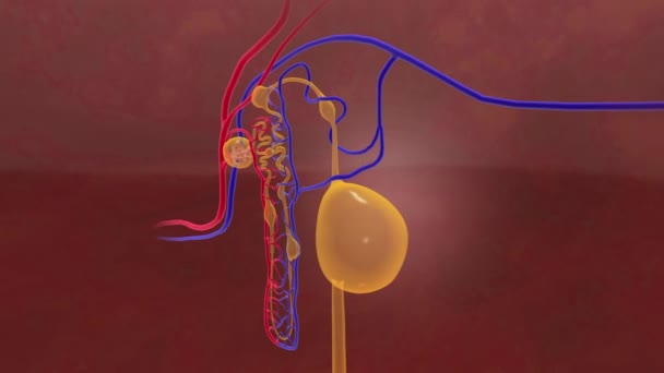 Nephron Kisti Ndeki Polycystic Böbrek Hastalığı Böbrek Borusunu Tıkıyor — Stok video