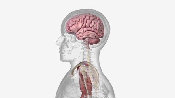 Nöromüsküler Sistem Vücuttaki Tüm Kasları Onlara Hizmet Eden Sinirleri Içerir — Stok video
