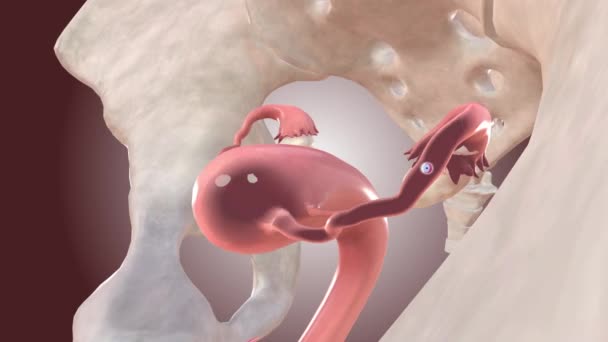 Embryo Implantation Fallopian Tube — Stock Video