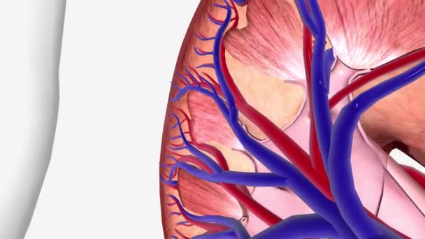 腎臓がんレンタル細胞がんラナルピラミッド — ストック動画