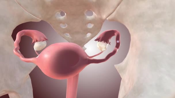 Tabung Fallopi Memungkinkan Masuknya Telur Dari Ovarium Rahim — Stok Video