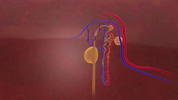 肾囊肿多囊性肾病阻塞性肾小管 — 图库视频影像