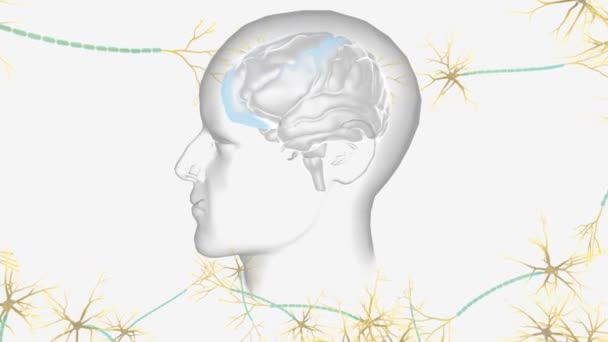 Sistema Nervoso Composto Pelo Cérebro Medula Espinhal Uma Complexa Rede — Vídeo de Stock