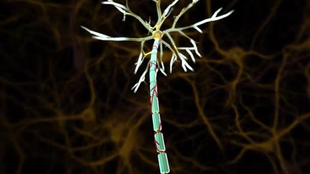 Sinir Çevresel Sinir Sisteminde Bulunan Kablo Benzeri Sinir Lifleri Axons — Stok video