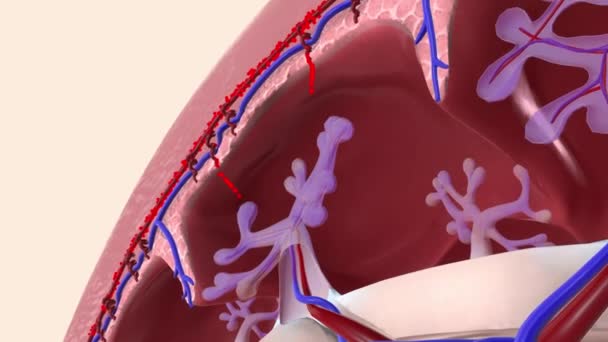 Zuurstof Voedingsstoffen Uit Het Bloed Van Moeder Worden Navelstreng Placenta — Stockvideo