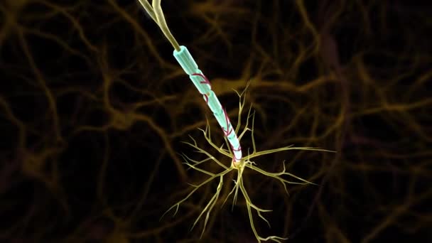 神经是在周围神经系统中一个类似电缆的神经纤维束 称为轴索 — 图库视频影像