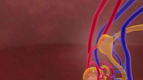 Cyst Menghalangi Renal Tubule Cyst Menghalangi Arteri — Stok Video