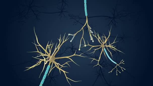 シナプス伝達 神経細胞間の化学的伝達には複数のステップが — ストック動画