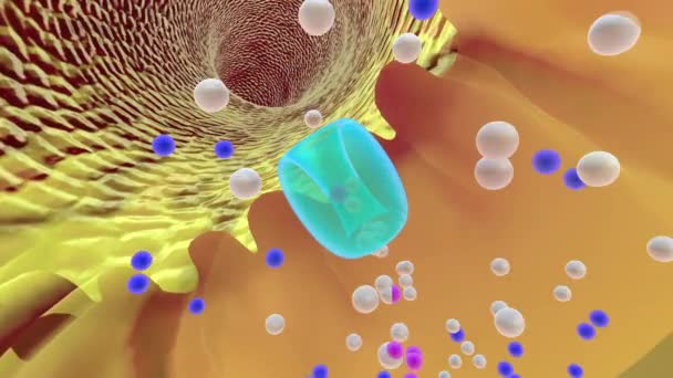 ネフロン機能再吸収毛細血管 — ストック動画