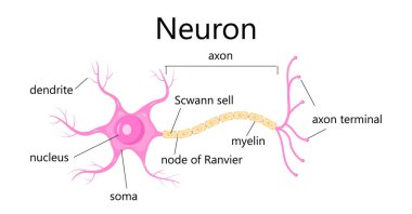 Nöron konsept vektörü. Dendrite, akson, nöron soması. Sinir anatomisi çizimi. Beyin hücresinin miyelin ve çekirdeği.