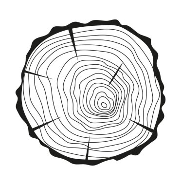 Tree trunk cuts vector in hand drawn sketch. Bark of tree with cracks, sawn pine circular. Wood tree rings. Oak slices, lumber symbol. Wooden, forest texture, saw cut timber illustration.