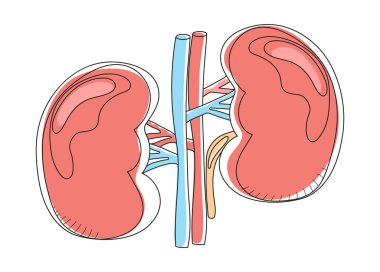 Kidney icon vector in doodle style. Nephrologist and nephropathy concept vector. Pyelonephritis and kidney stones diseases are shown. Renal failure illustration for web