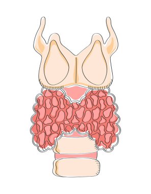 Hipotiroidizm konsept vektörü. Endokrinoloji insan tiroit bezini karalama stilinde teşhis eder ve tedavi eder..