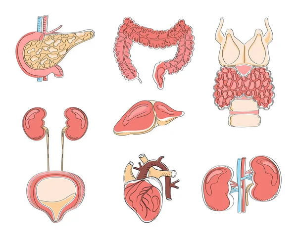 人間の内臓ベクトルスタイル 甲状腺は白い背景に隔離されています 腎臓の解剖学の漫画のアイコンベクトル — ストックベクタ