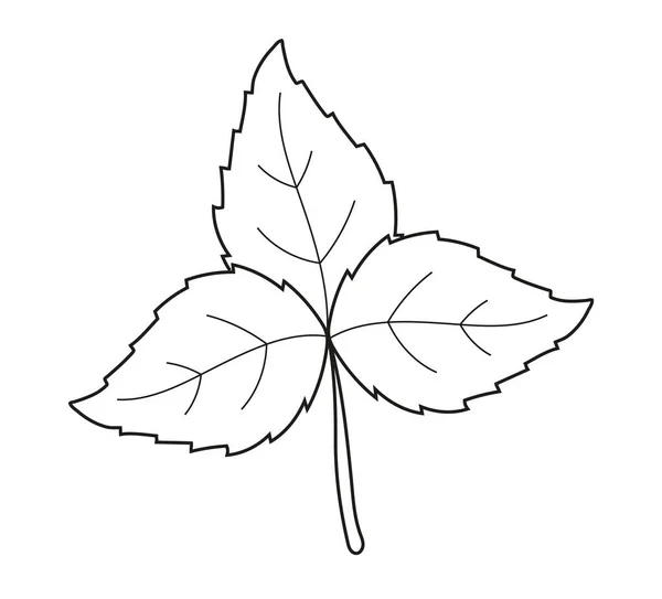 植物分枝 叶柄向量 古色古香的手绘树枝 叶和花 有叶子和花的树枝 植物学路线当代元素 — 图库矢量图片