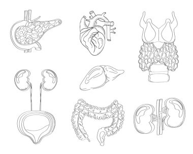 Karalama stilinde insan iç organları vektörü. Pankreas, kalp, bağırsak, tiroid, eskiz tarzında beyaz arka planda izole edilmiştir. Anatominin simge vektörü