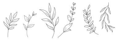 El yapımı bitkiler ve dallarla çizilmiş botanik çizgisi çizimi. Zarif ve doğal temalı tasarım projeleri için mükemmel bir minimalist vektör kümesi..