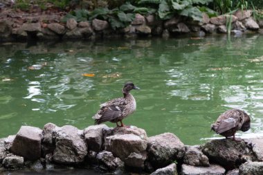 ROME, ITALY - 25 MAYIS 2022 Villa Borghese, Roma, İtalya