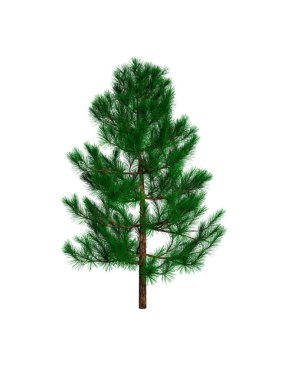 Çıplak, süslenmemiş Noel ağacı. İzole edilmiş üç boyutlu illüstrasyon.