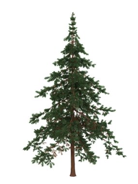 Yeşil doğal çam köknarı Noel ağacı olarak kullanılmaya hazır. İzole edilmiş 3B görüntüleme.