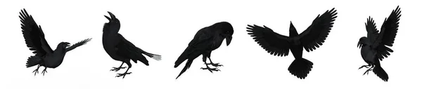Collection of black Raven or Crow birds. Isolated 3D rendering
