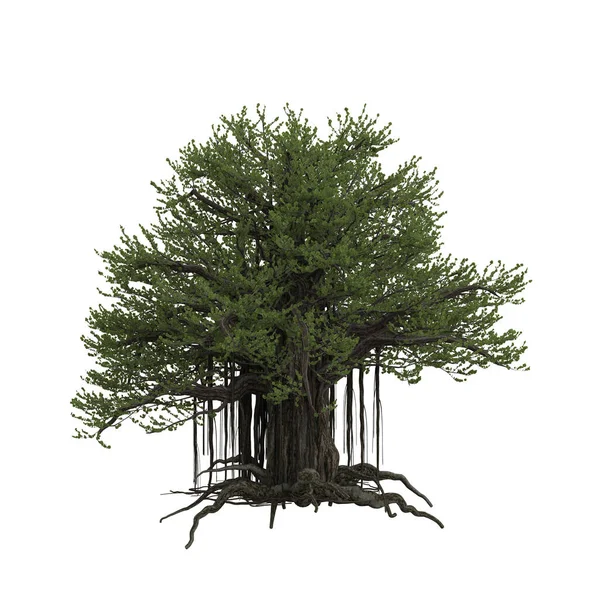 Stort Banyanträd Med Hängande Rötter Illustration Isolerad — Stockfoto