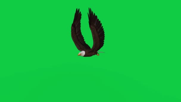 Amerikan Kel Kartalı Yeşil Ekranda Uçuyor Süzülüyor Oluşturulmuş Döngü Canlandırması — Stok video